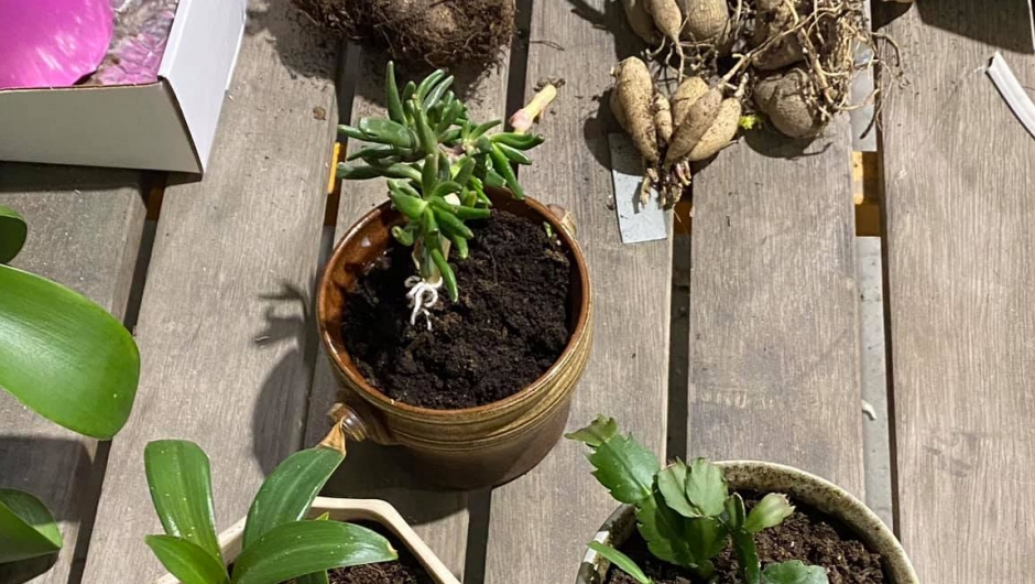 avleggerauksjon avleggerauksjon