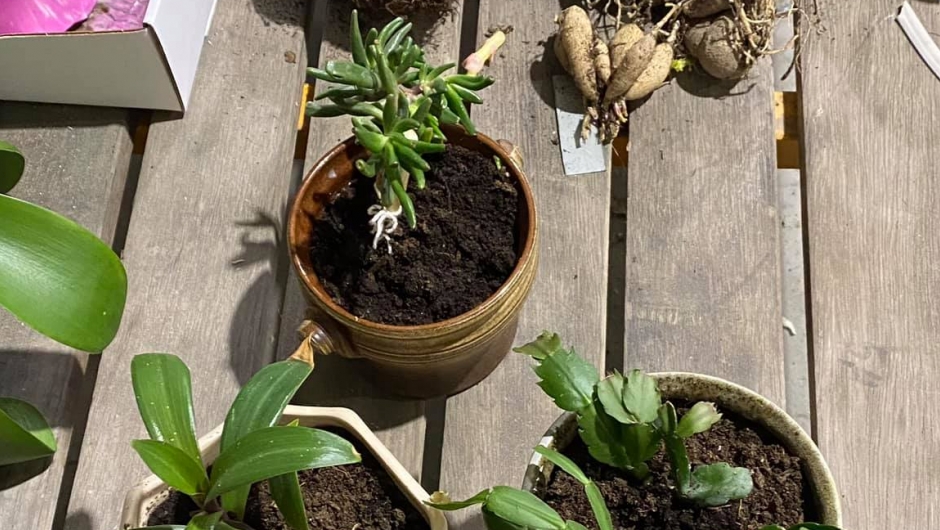 Medlemsmøte med avleggerauksjon Medlemsmøte med avleggerauksjon