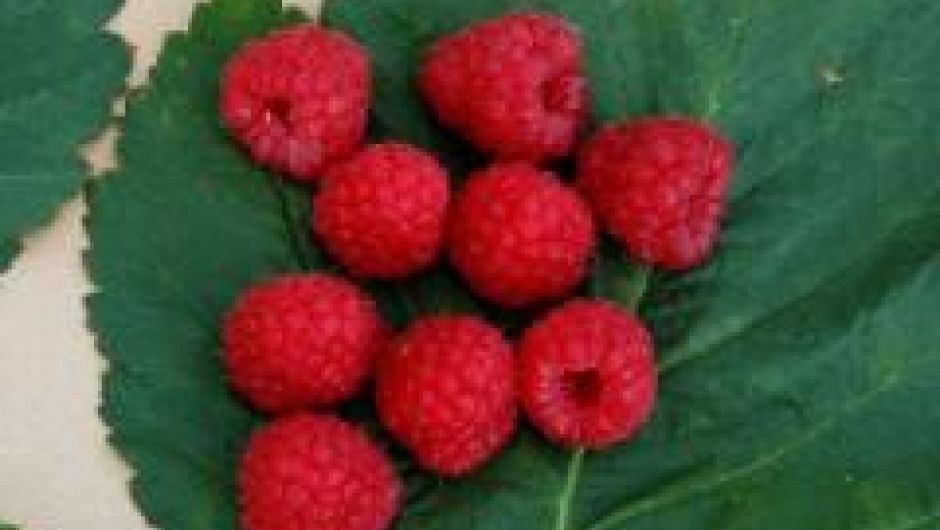 Bringebær ra Toten. Bringebær f