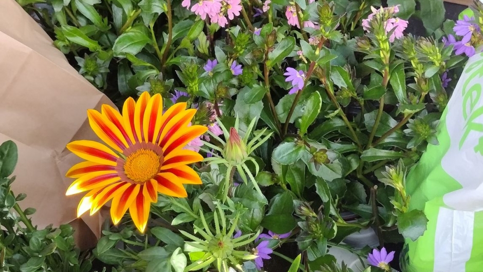 masse fint på Ådland gartneri