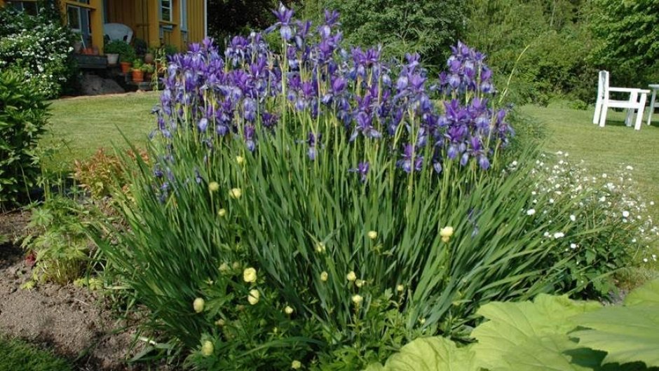 Sibiriris. Foto: Nils Skaarer Sibiriris. Foto: Nils Skaarer