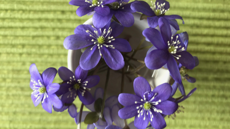 Blåveis. Fylkesblomsten i Akerhus