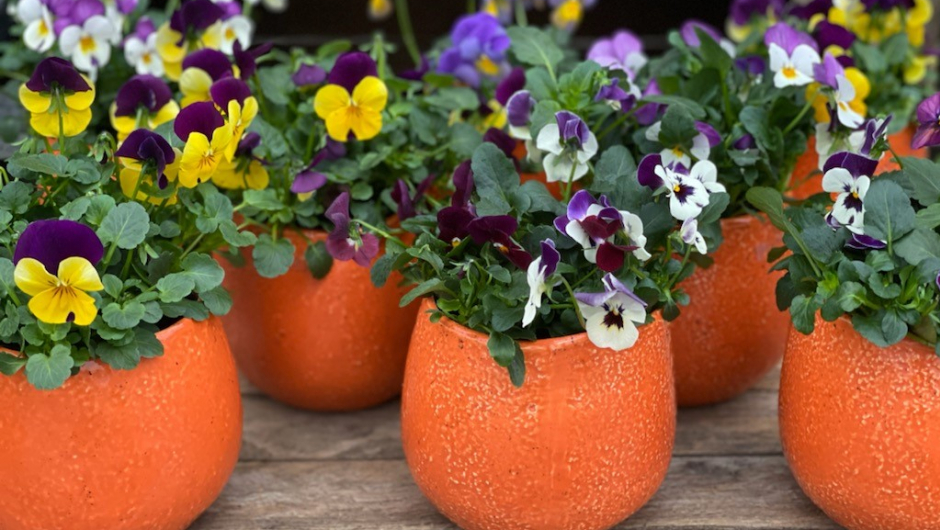 Stemorsblomster i skjønn forening