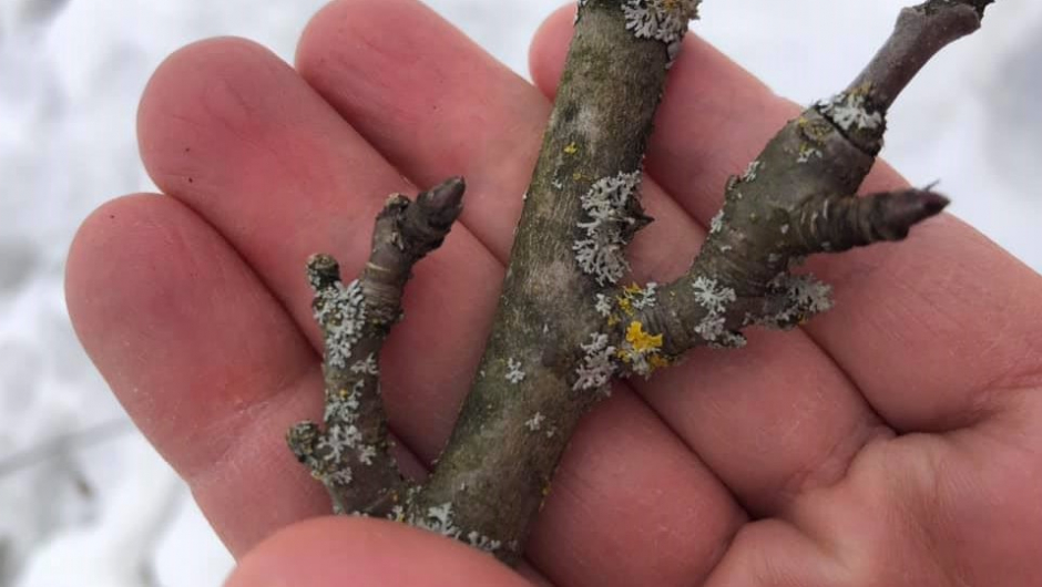 Blomsterknopp Foto: Ane Aanerud Grøndahl Blomsterknopp Foto: Ane Aanerud Grøndahl