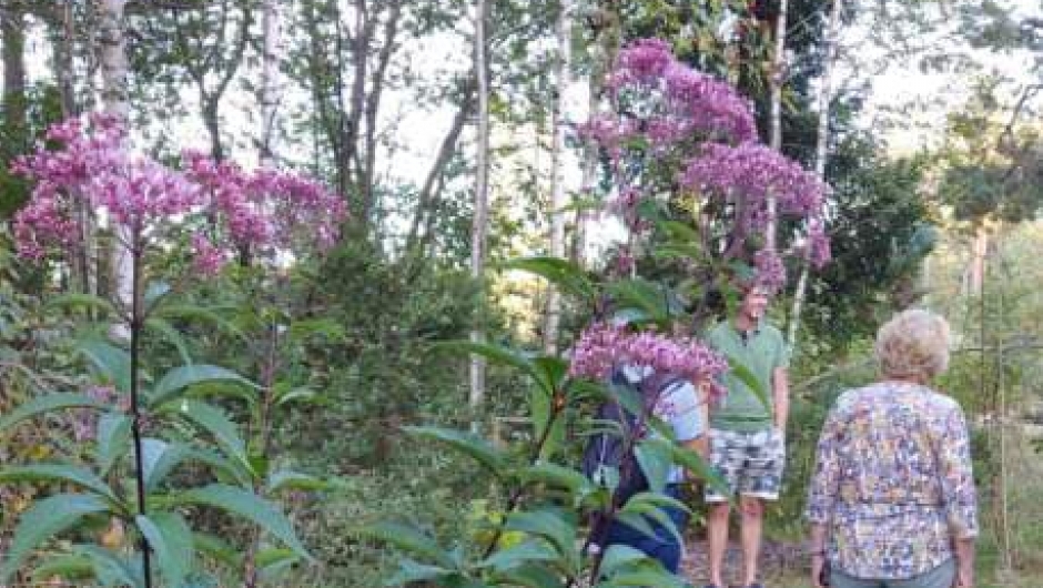 Bygdevandring i skogshage Bygdevandring i skogshage