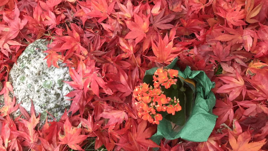 En nydelig blomst vi vant på quiz denne gang. Høst! 🍂