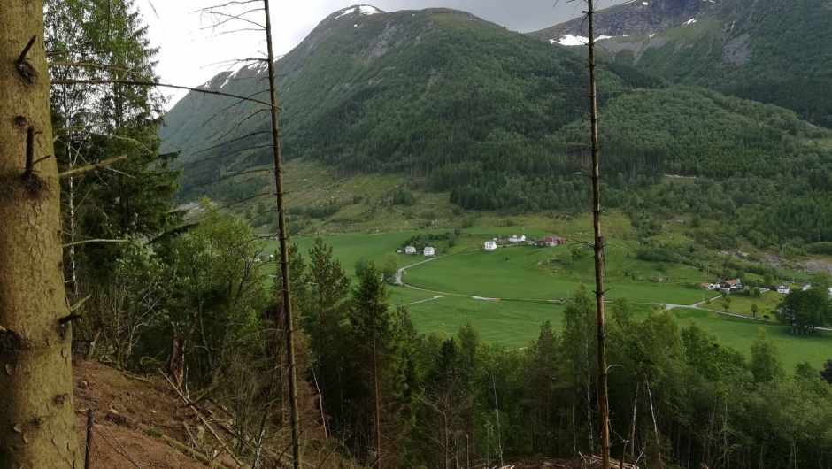 Upåklagelig utsikt undervegs, skogsmaskinane har rydda!