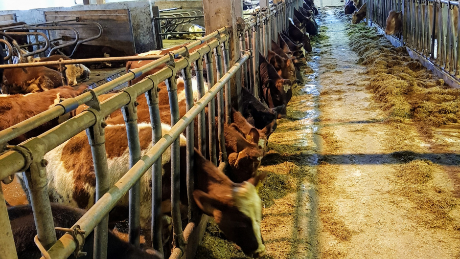 Fjøset til Konrad Kongshaug