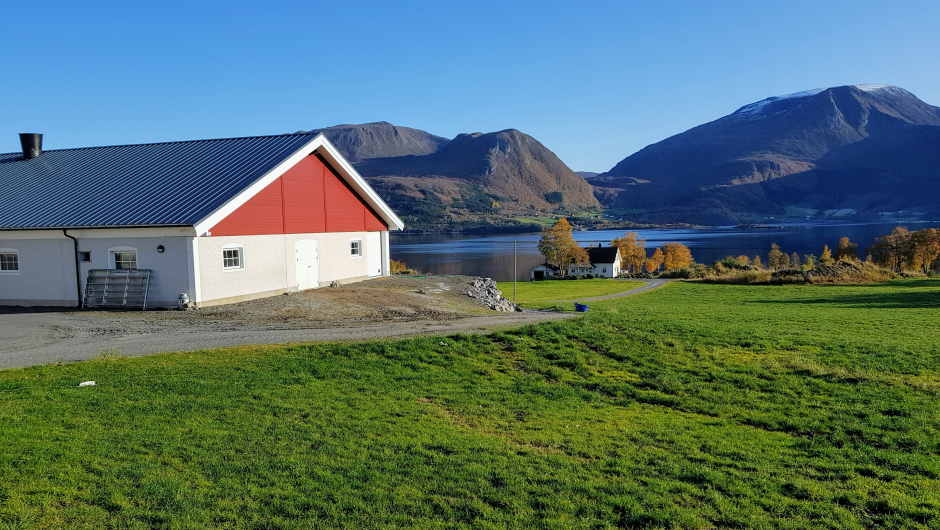 Nytt fjøs med robotdrift, melking Nytt fjøs med robotdrift, melking