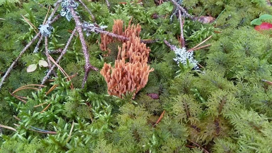 Dekorativ sopp Dekorativ sopp