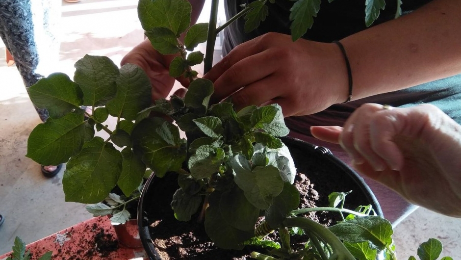 Nærbilde poding Nærbilde poding