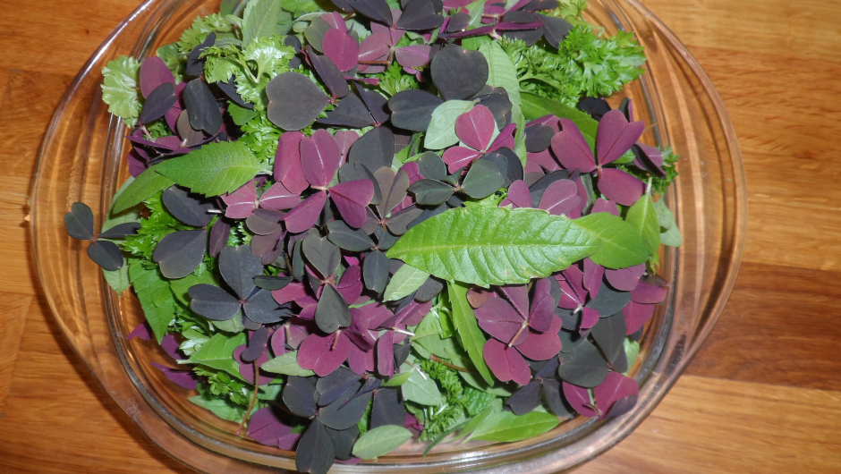 Fikk med oss urter hjem og nå skal mye av det tørkes for senere bruk! Det ser jo lekkert ut!