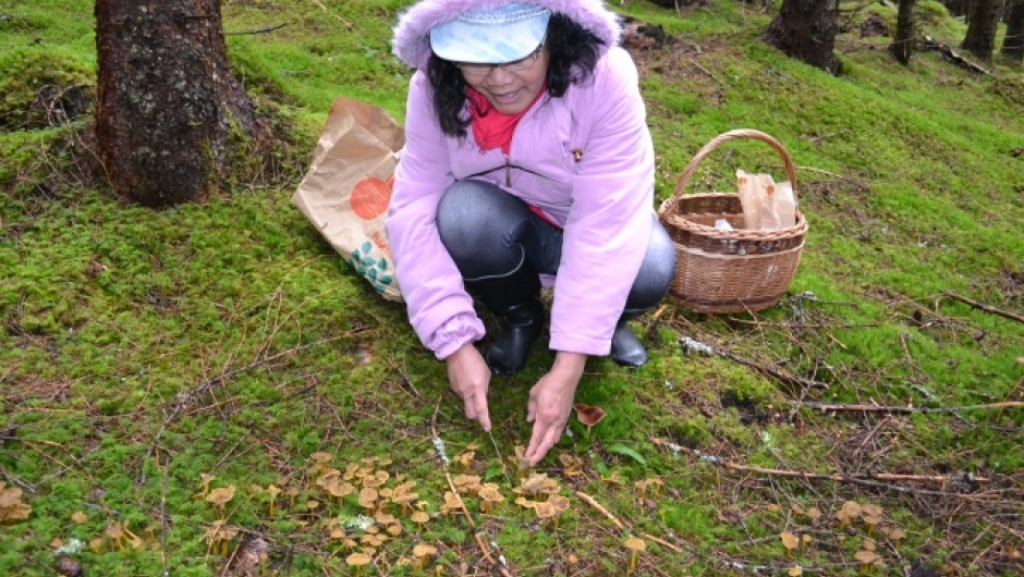 Det plukkes. Kjente soppsorter, men også nye.