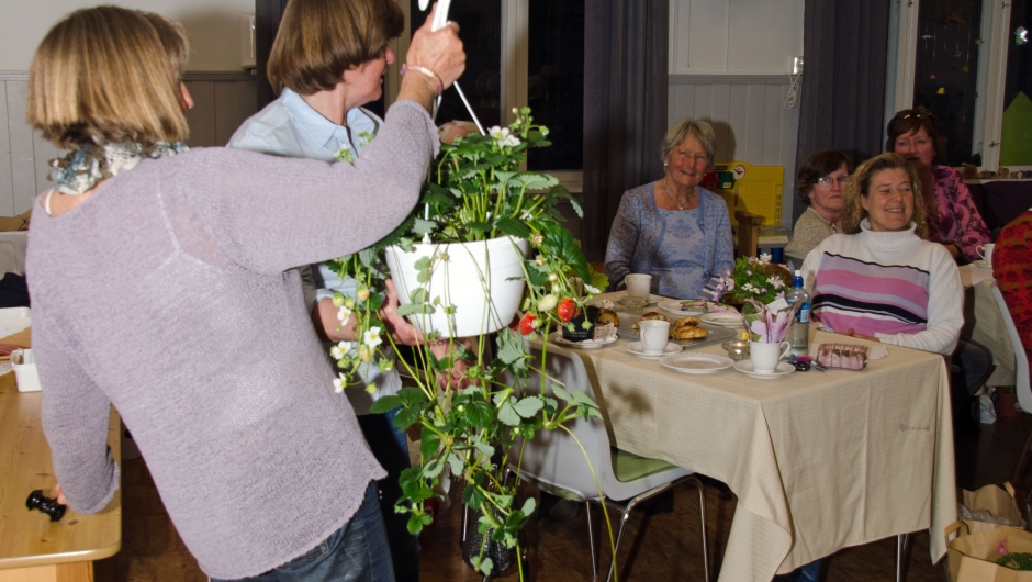 Jordbær i ampel, by på damer, her har du bær hele sommeren Jordbær i ampel, by på damer, her har du bær hele sommeren