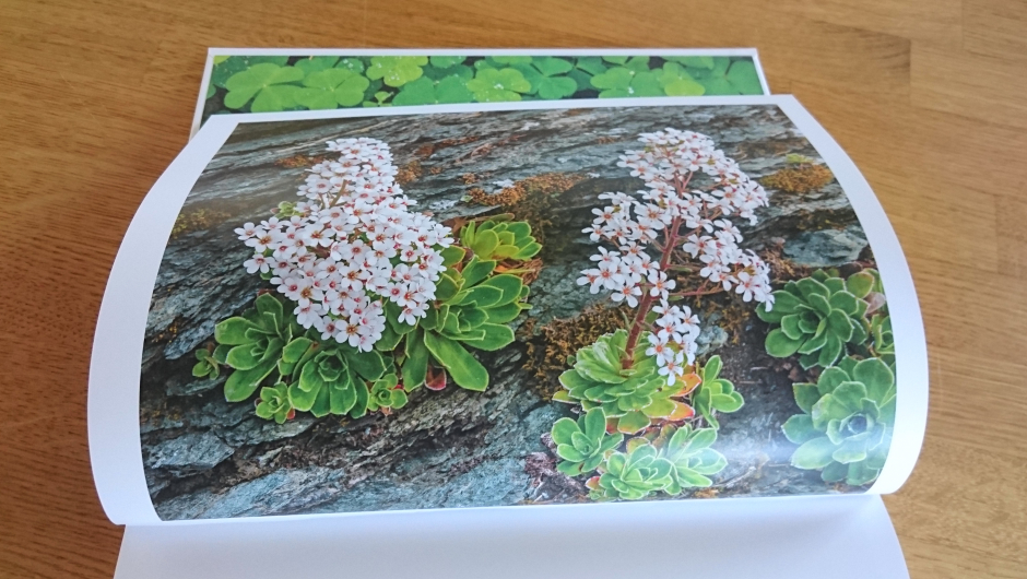 Et av de fine bildene i boka, av Bergfrue Bergfrue