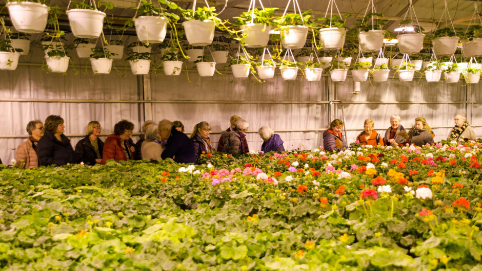 Her bugner det av sommerblomster og jordbær i ampler Her bugner det av sommerblomster og jordbær i ampler