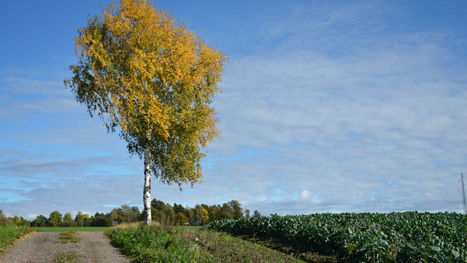 Oktober høst og tid for Årsmøte