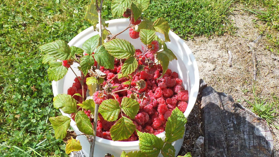 Bringebærbøtte Bringebærbøtte. Foto: Eva Øvren