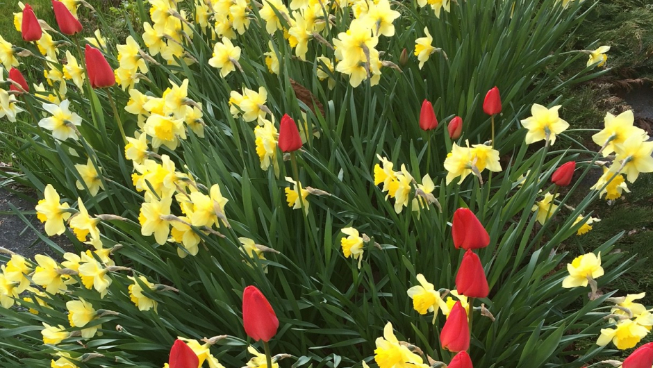 Flotte liljer i blomst . Flotte liljer i blomst .