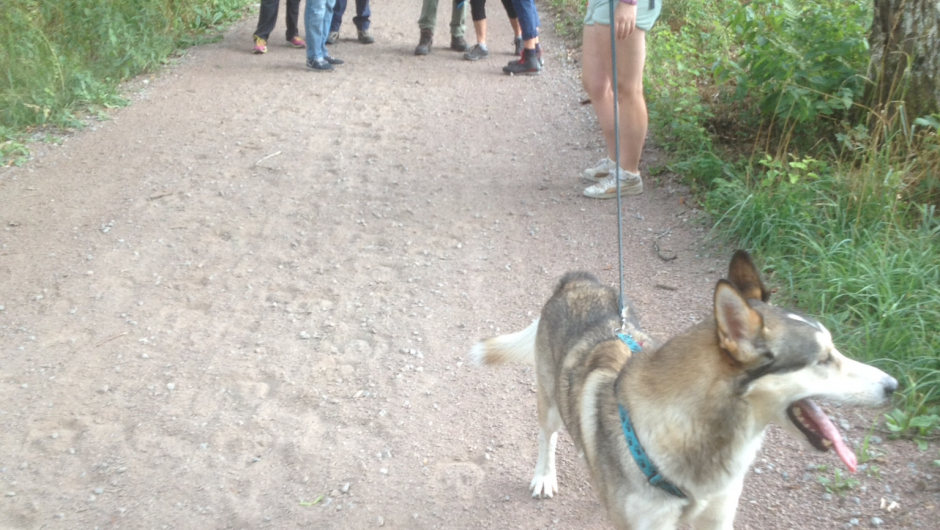 Det var «Odin» som ledet an! Han ville helst gå foran hele tiden.....