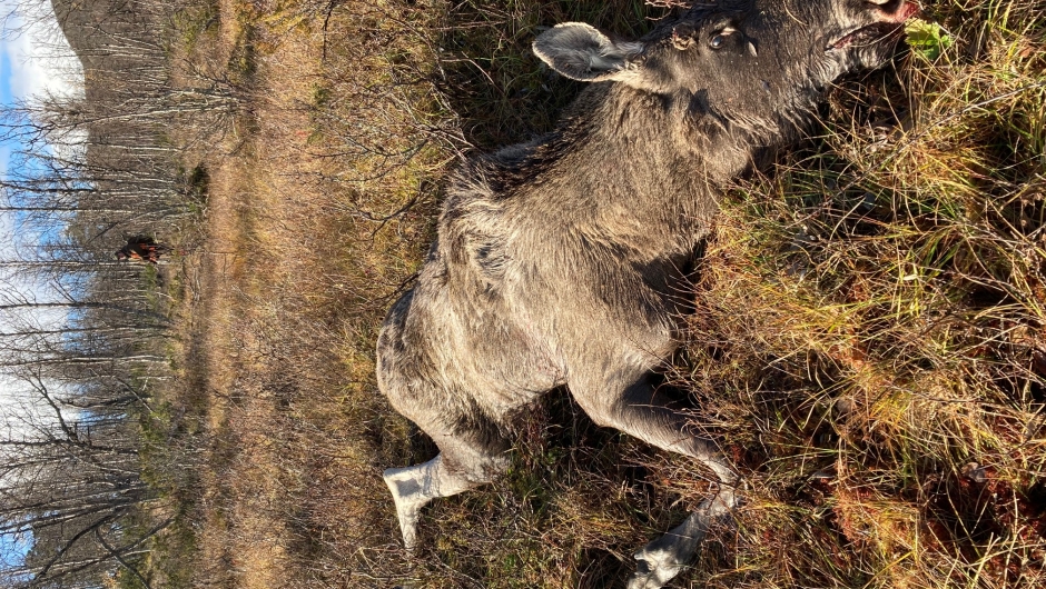 Elgfall, en piggokse.