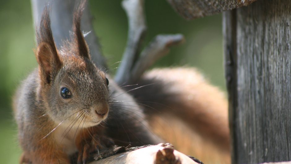 Du kommer nært på både dyr og fugler i tretoppene. Foto: tretopphytter.no Du kommer nært på både dyr og fugler i tretoppene. Foto: tretopphytter.no