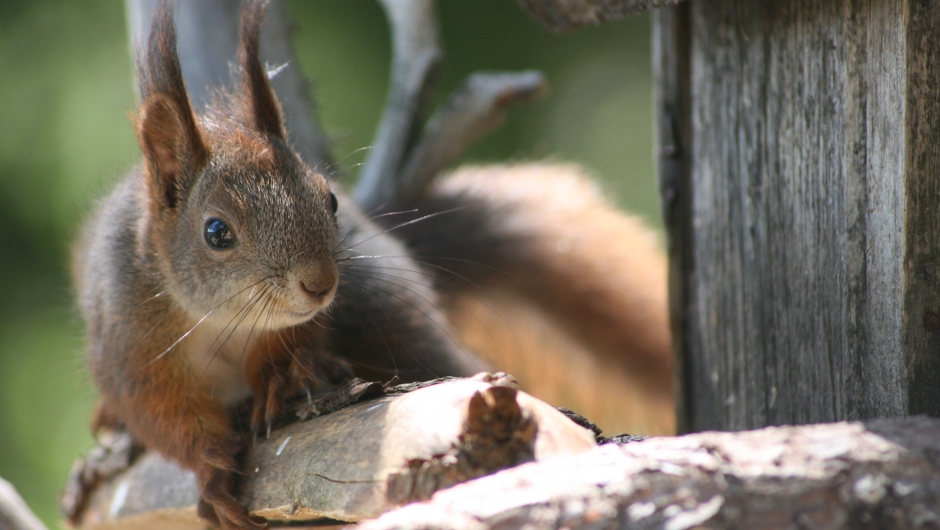 Overnatting i tretopphyttene byr på eit yrande dyreliv. Foto: tretopphytter.no Overnatting i tretopphyttene byr på eit yrande dyreliv. Foto: tretopphytter.no