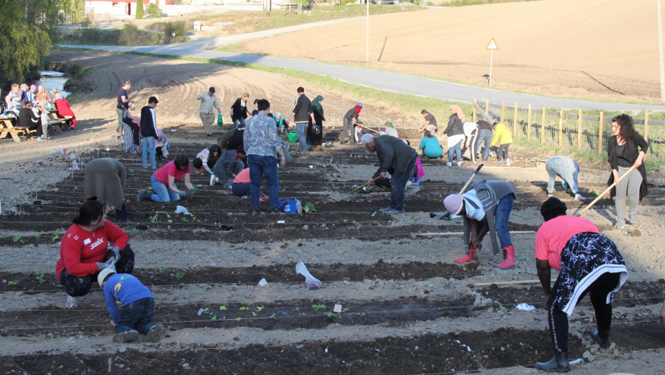 Det er allerede lagt ned en betydelig innsats for å sikre årets avling på Bætan. Foto: Reidun Sørlundsengen Hauger, Ringsaker Bygdekvinnelag.