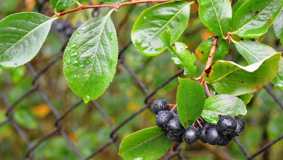 De deilige bærene er svært tilgjengelige. Kanskje har du noen i nabolaget? Foto: Creative Commons/utroja0