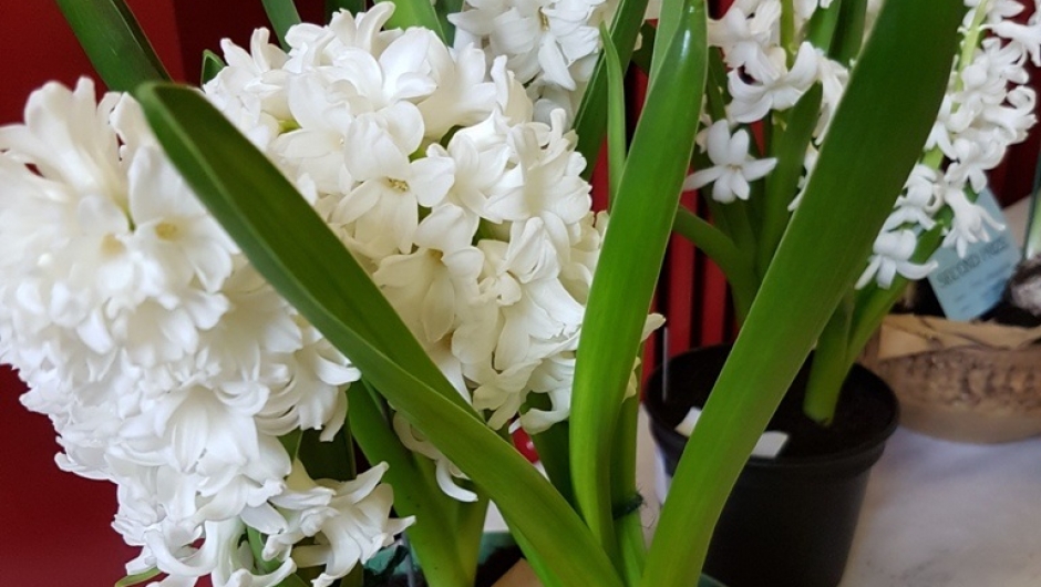 Krokus 2017: Førstepremie i krokus. Krokus 2017: Førstepremie i krokus.