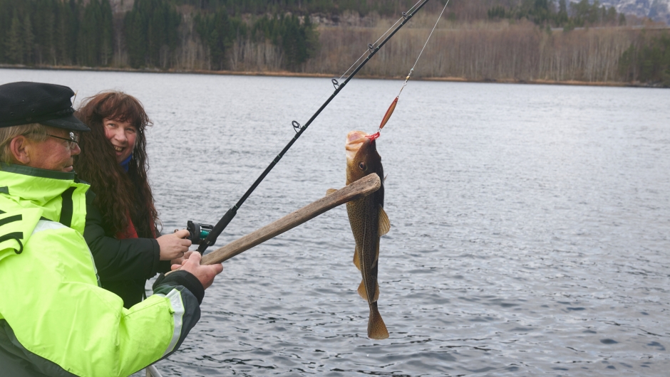 Matauk i Valsøyfjord. Foto: Jon Marius Nilsson