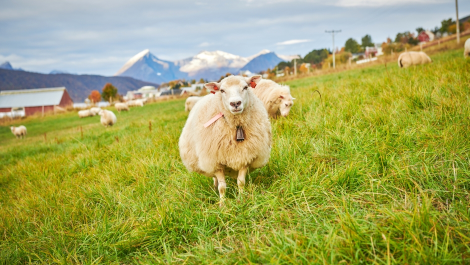 Sauebeite i Kvæfjord. Foto: Jon Marius Nilsson