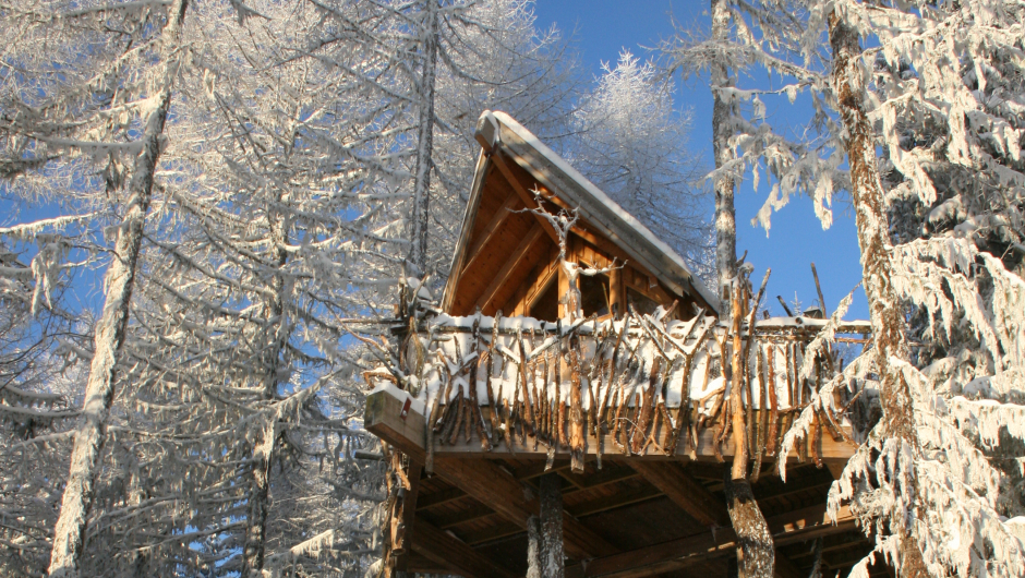 Vinterdryss. Foto: tretopphytter. Vinterdryss. Foto: tretopphytter.