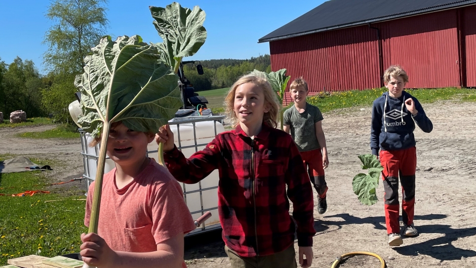 Glade gutter i Spydeberg høster rabarbra. Foto. Tina Berger