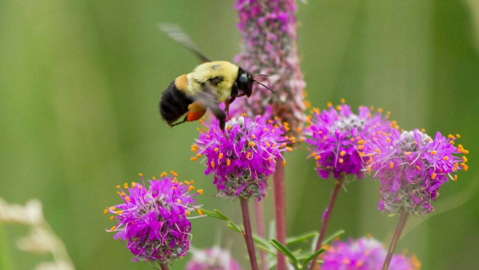En humle pollinerer en kløver Dalea Purpurea. Foto: NPS Foto av Erin Anfinson