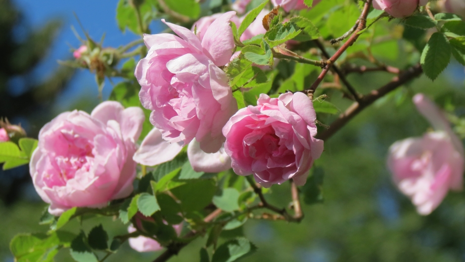 Den vakre, duftende Hurdalsrosa på Reidvin-tunet