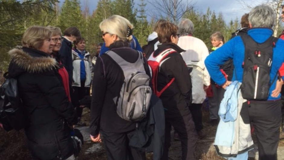 vårkveld i skogen