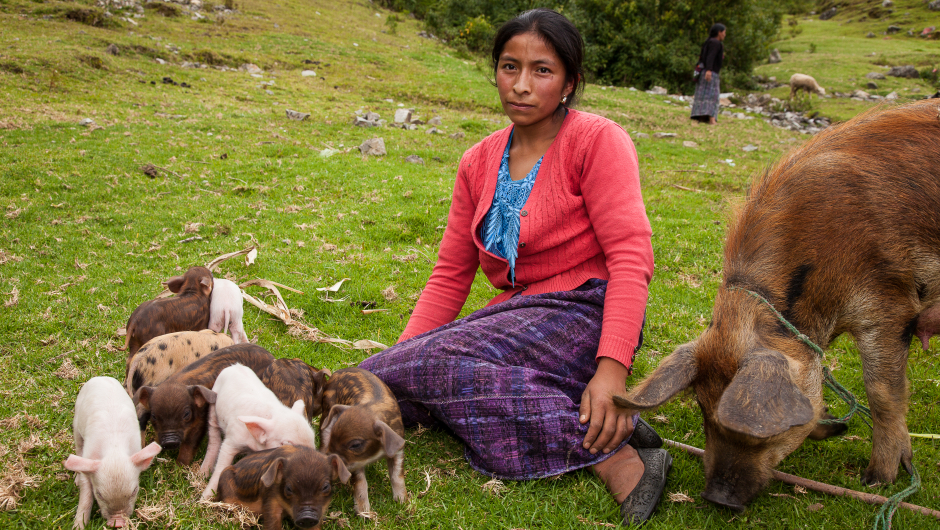 Catarina Sebastian Marcos er 24 år gammel og en del av arbeidet til kvinneorganisasjonen AMEDPIK. AMEDPIK får støtte fra Utviklingsfondet og ASOCUCH for å hjelpe kvinner på landsbygden. Catarina har fått et mikrolån som hun brukte til å kjøpe en gris, en investering som mangedoblet seg på kort tid. De nye husdyrene betyr mye for henne i et samfunn der kvinnene ikke eier stort og ikke har store sjansene til å skaffe et selvstendig livsgrunnlag. Foto: Harald Herland, Applaus! film&tv. Catarina Sebastian Marcos, og hennes griser. Catarina er 24 år gammel og en del av arbeidet til kvinneorganisasjonen AMEDPIK. AMEDPIK får støtte fra Utviklingsfondet og ASOCUCH for å hjelpe kvinner på landsbygden. Catarina har fått et mikrolån som hun brukte til å kjøpe en gris, en investering som mangedoblet seg på kort tid. De nye husdyrene betyr mye for henne i et samfunn der kvinnene ikke eier stort og ikke har store sjansene til å skaffe et selvstendig livsgrunnlag.