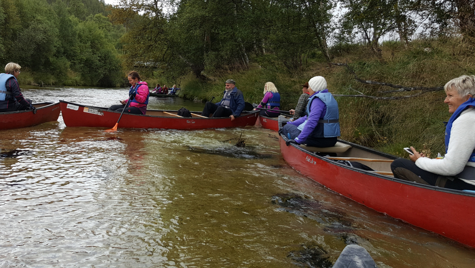 Atnaelva renn i rolige svingar og er godt eigna for å lære å padle. Foto: Siri Korsbøen Haugstad.