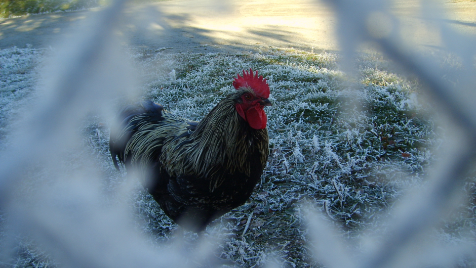 "Hane i ramme av rim". Foto: Mari Sletten "Hane i ramme av rim". Foto: Mari Sletten