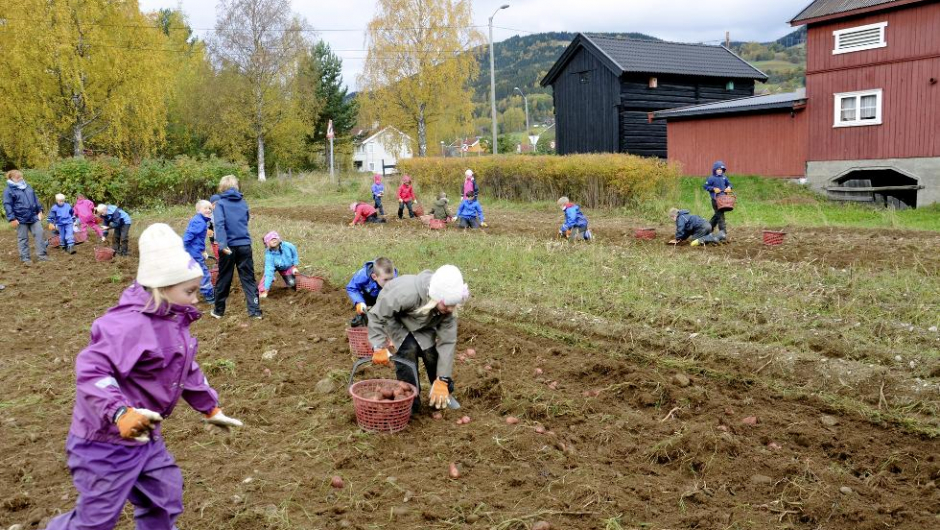 Potetprosjekt på Jørstadmoen skole