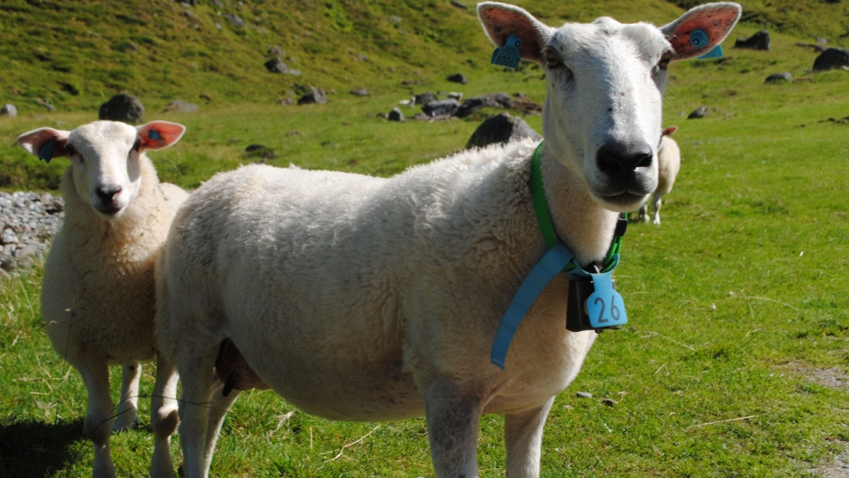 Sau og lam gir oss både mat på bordet, varme klær og vedlikeholder kulturlandskapet. Foto: Jens F. Anderssen