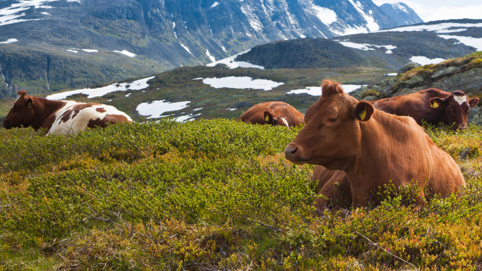Ku på beite. Foto: Shutterstock