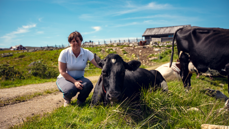 Forskere har funnet at plantene og urtene beitedyra spiser på fjellet bidrar til høyt innhold av gunstige fettsyrer, antioksidanter og vitaminer, og at smaken påvirkes i melk og kjøtt. Hvilke muligheter gir disse funnene  for den norske seterdrifta? Foto: Bård Gundersen/Meny