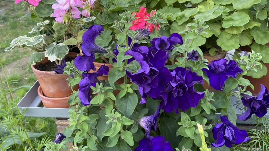 Flotte blomster Flotte blomster