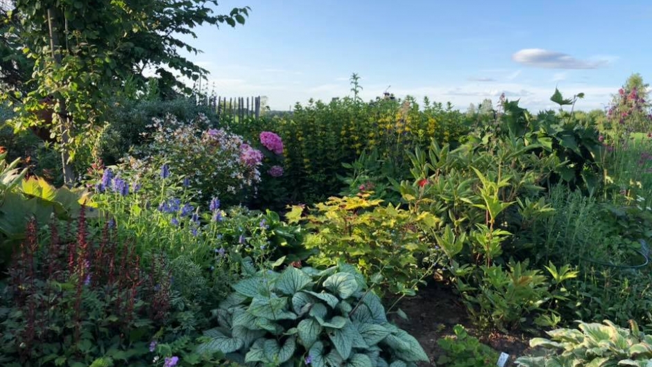 Frodig sommer Frodig sommer