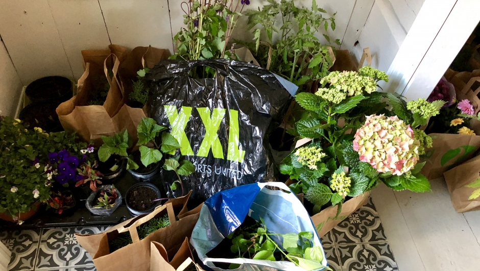 Blomster som skal loddes ut