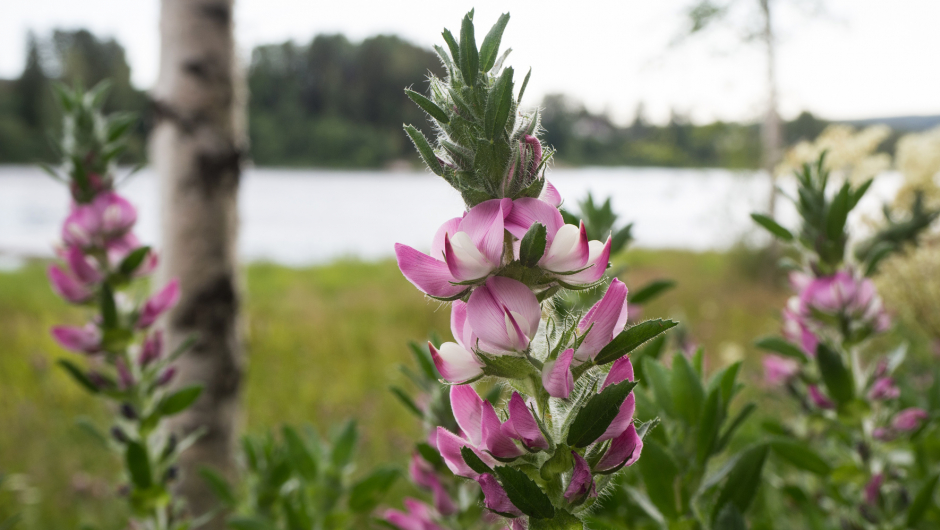 Foto: Ingun M. Orderud fra Sørum Bygdekvinnelag Foto: Ingun M. Orderud fra Sørum Bygdekvinnelag