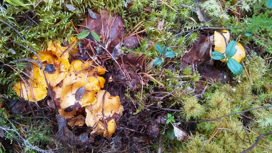 Kantarellen gjemmer seg Kantarellen gjemmer seg