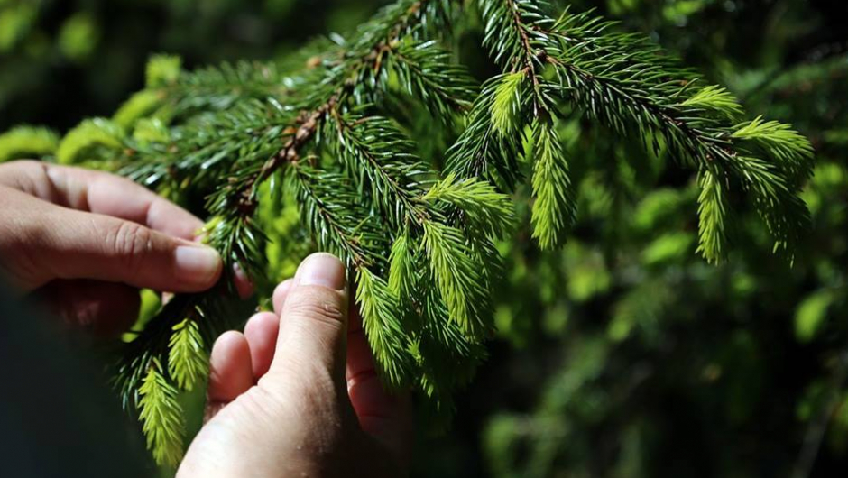 Nye, friske og fine granskudd Granskudd